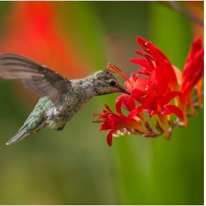 hummingbird sucking on a red flower