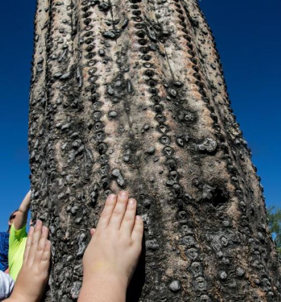 close up view of a sahuaro with small hands touching it