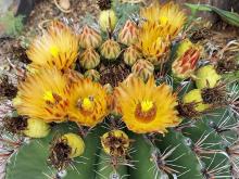 yellow cactus flower