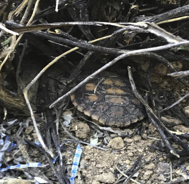 Garden construction has already begun, and we found this garden resident already on site!