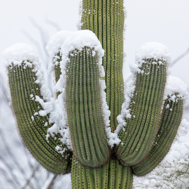 sahuaro covered in snow