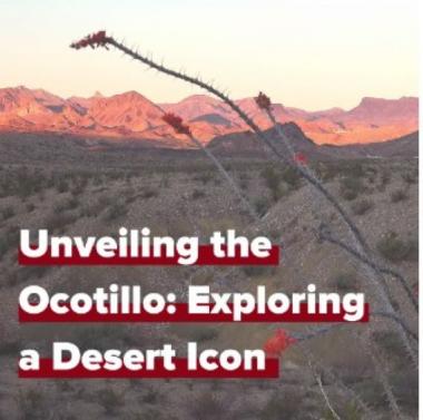 ocotillo desert view