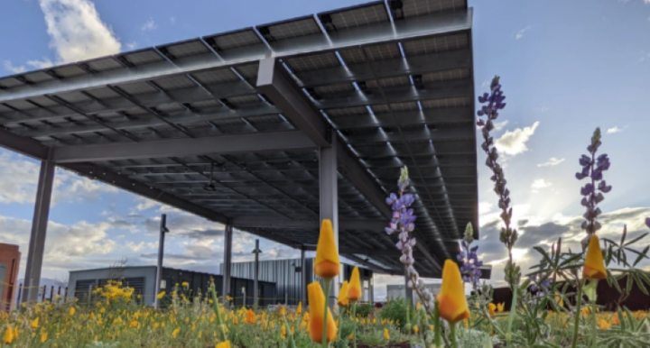 Solar panels providing shade over a field of wildflowers at the University of Arizona, showcasing su